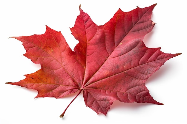 leaf09_red_sugar_maple_leaf_leaves_plant_nature_foliage