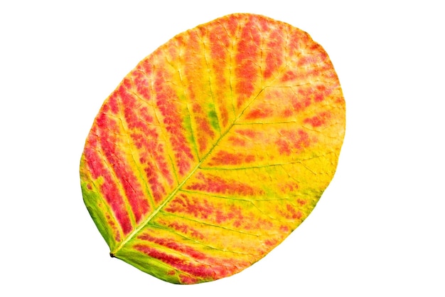 Leaf