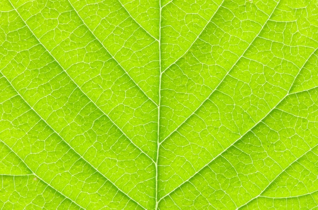 Leaf