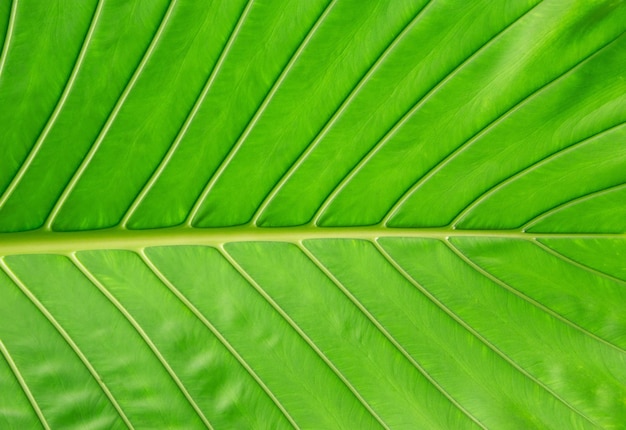 Leaf