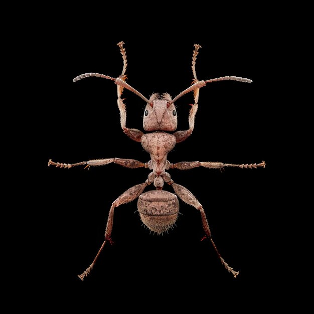 a Leafcutter Ant isolated on black Background top view