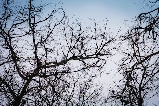 Leafless branches of park winter trees