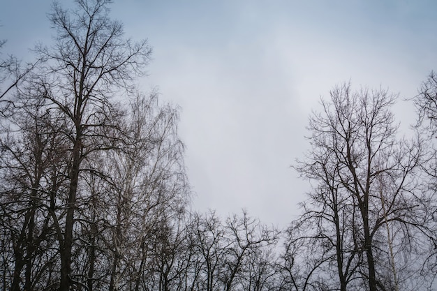 Leafless branches of park winter trees