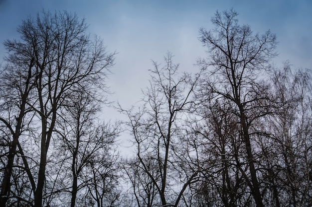 Leafless branches of park winter trees