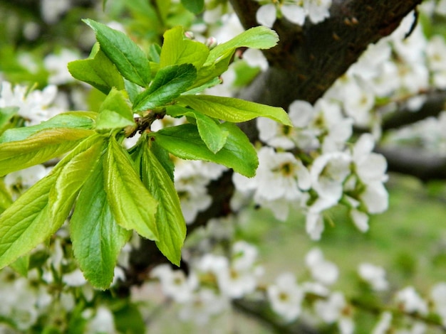 Leafs of apple and appel blossom in spring. Spring flower in a garden close up. High quality photo