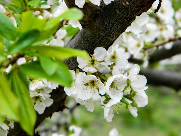 Leafs of apple and appel blossom in spring. Spring flower in a garden close up. High quality photo