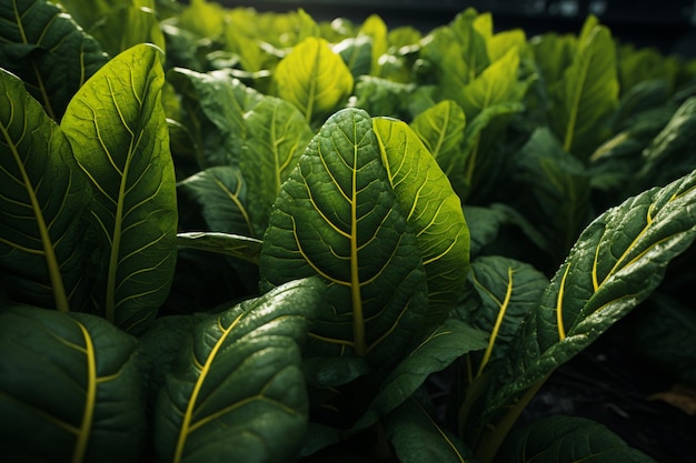 Leafy Green Feast photo