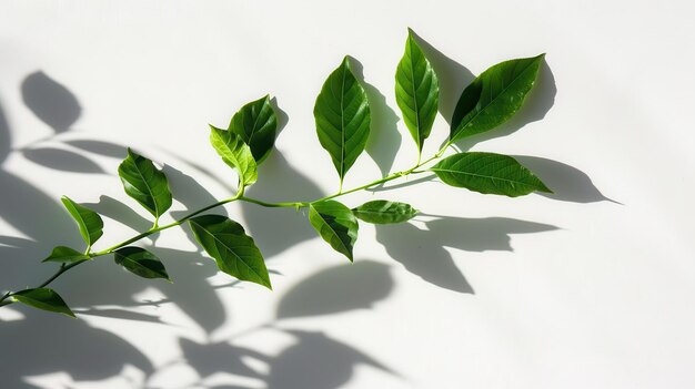 A leafy green plant casts a shadow on a white background