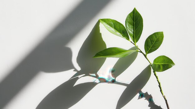 A leafy green plant casts a shadow on a white background