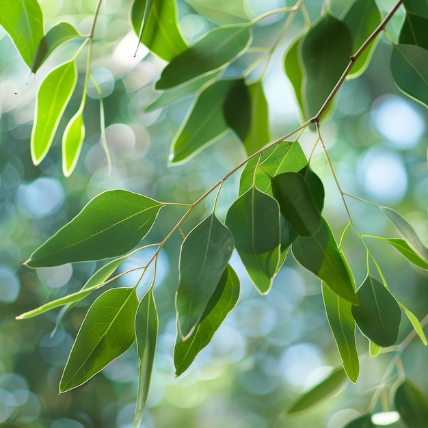 A leafy green tree branch with leaves that are green and shiny