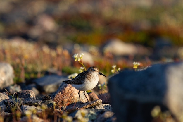 Least sandpiper Calidris minutilla walking on the tundra in the search of food Arviat Nunavut