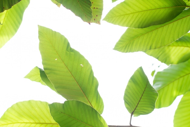 Leaved green natural background.