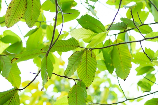 Leaved green natural background.