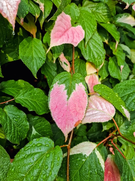 Leaves of actinidia kolomikta liana Actinidia kolomikta leaves background liana green and pink foliage