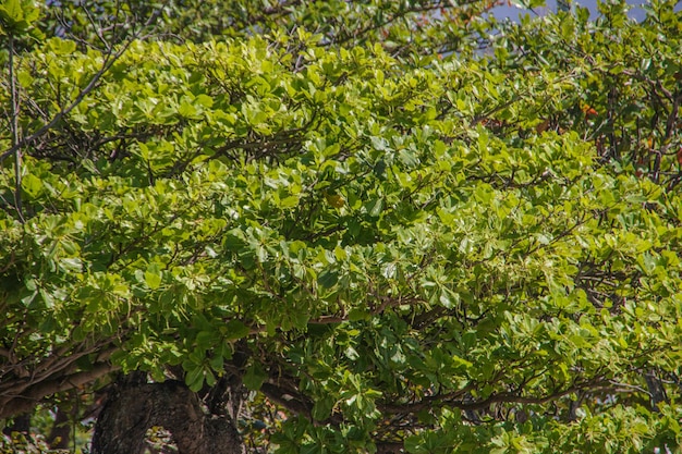 Leaves of an almond tree outdoors in Rio de Janeiro Brazil