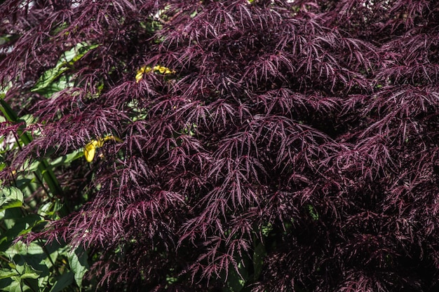 Leaves as floral nature background of vegetation