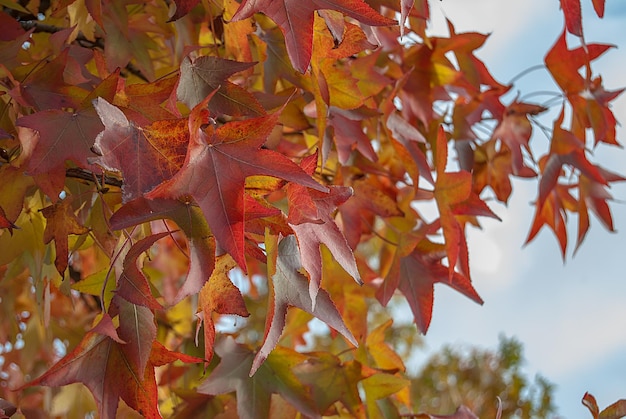 Leaves of autumn