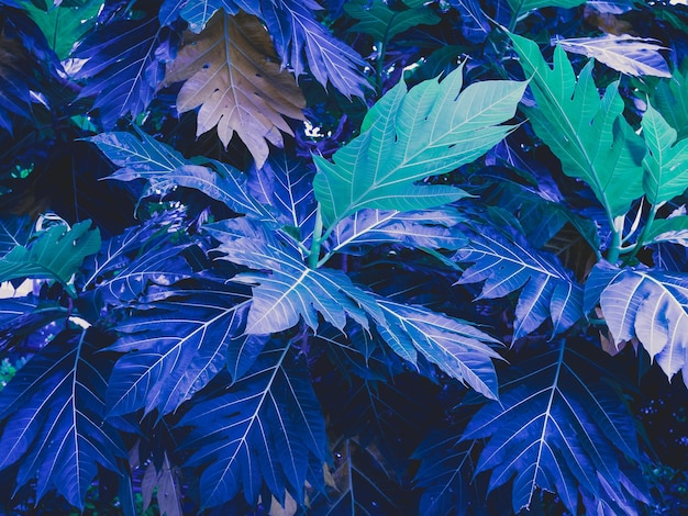 Leaves background