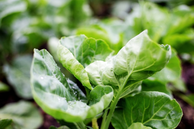 Leaves of chinese kale in farm.