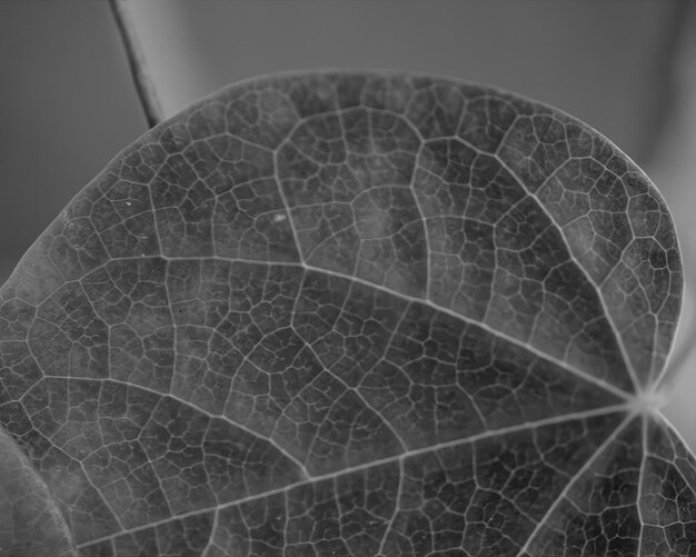 Photo leaves close view natural black and white photo background flora in nature