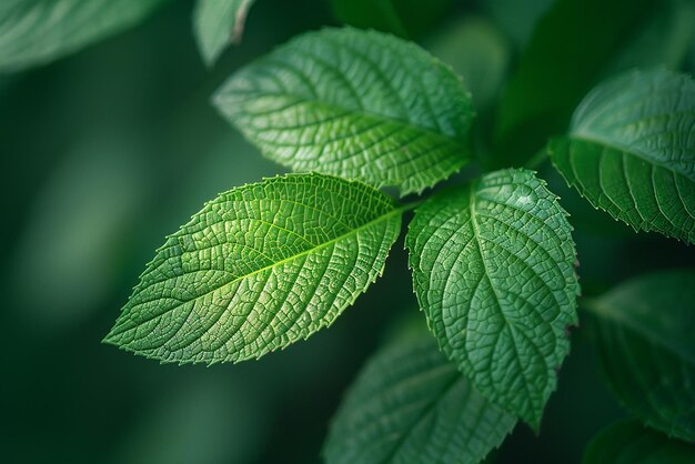 Leaves CloseUp in Anamorphic Lens Style