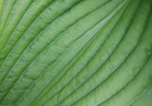 Leaves closeup