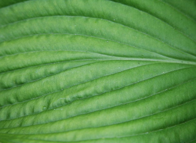 Leaves closeup