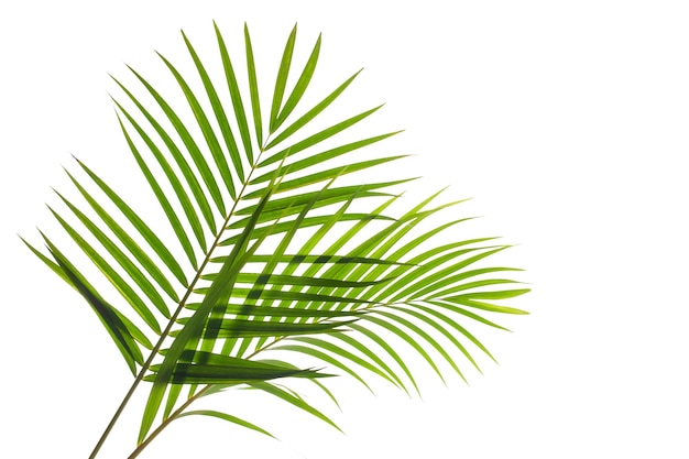 leaves of coconut or palm isolated on white background