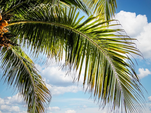 Leaves of a coconut tree against the sky. Caribbean beach. Palm Island. Beach, sky, tropics. Summer rest.