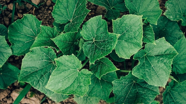 Leaves of cucumber plant growing in garden seedlings in farmer's garden