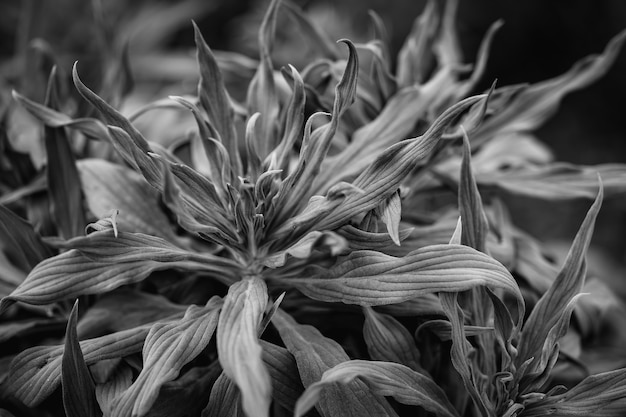 Leaves of Echium Candicans also known as Pride of Madeira in black and white