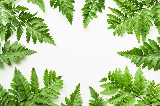 Leaves fern pattern on white copy space background.Tropical Botanical nature concepts design.