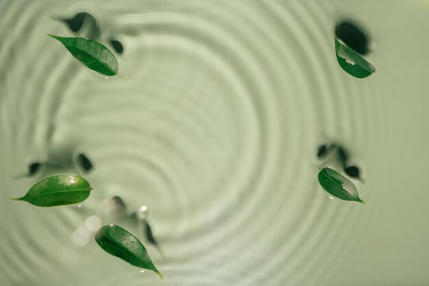 Photo leaves of ficus lie on surface of rippled transparent fresh green water gel with fleck waves shadow expanding circles