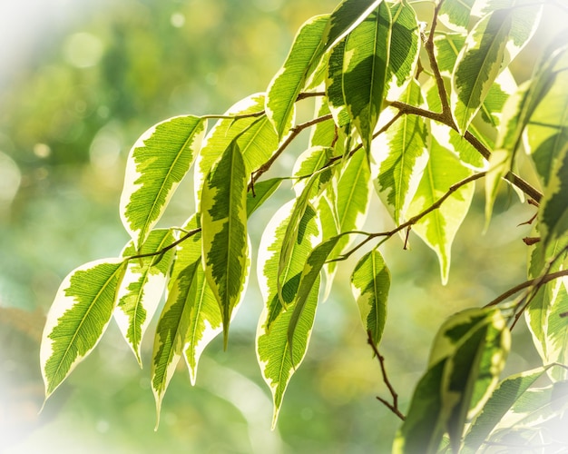 The leaves of the ficus variegata plant are translucent through the rays of the sun