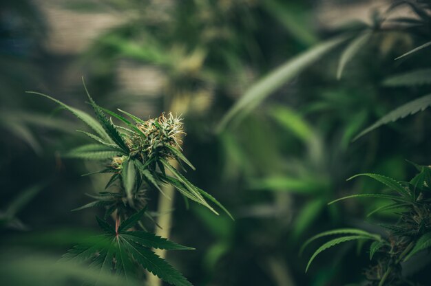 The leaves and flowers of cannabis