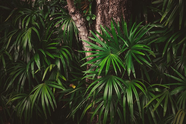 Photo leaves in the forest beautiful nature background of vertical garden with tropical green leaf