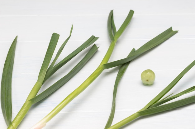 Leaves of fresh green garlic on white