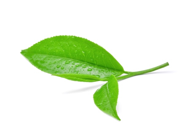 Leaves Fresh green tea with drops of water isolated on white background.