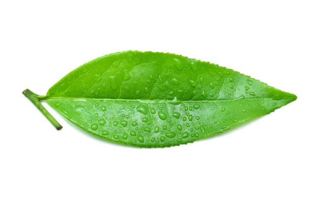 Leaves Fresh green tea with drops of water isolated on white background