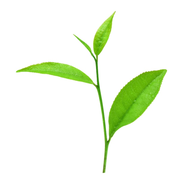 Leaves fresh green tea with drops of water isolated on white.