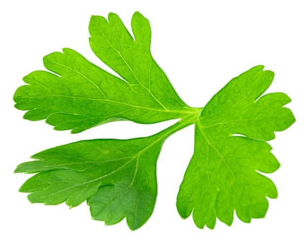 Leaves of fresh parsley  isolated on white background. macro.