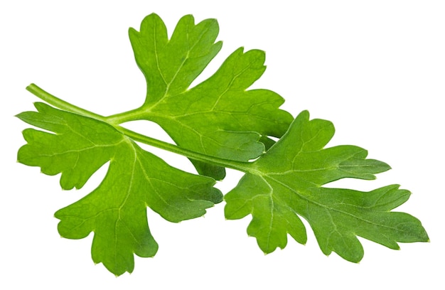 Leaves of fresh parsley  isolated on white background. macro