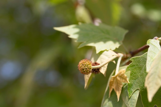 Leaves and fruits of Platanus occidentalis also known as American sycamore Leaves and fruits of Platanus occidentalis also known as American sycamore