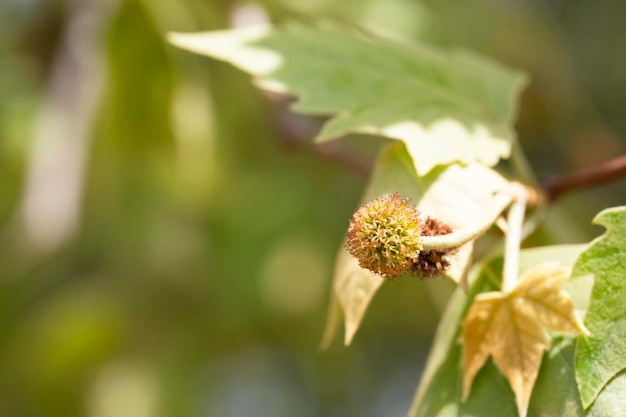 Leaves and fruits of Platanus occidentalis also known as American sycamore Leaves and fruits of Platanus occidentalis also known as American sycamore