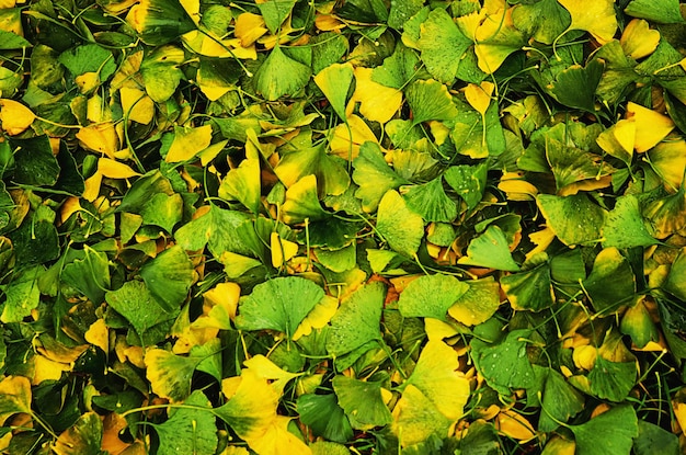 Leaves of Gingko Biloba