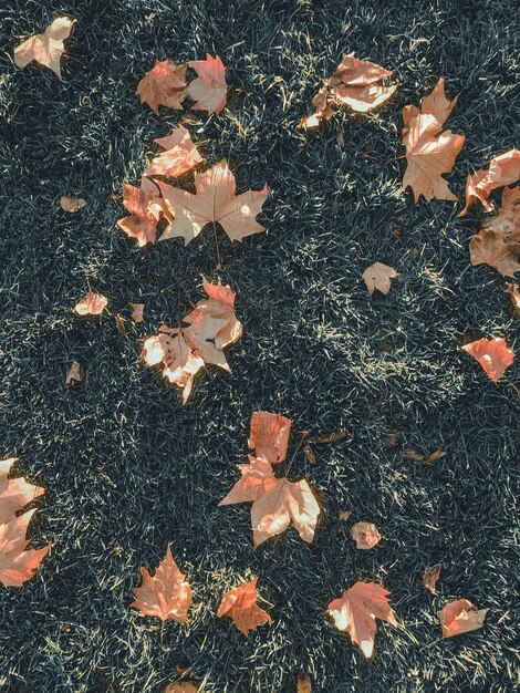 Leaves on the grass in autumn. Top view