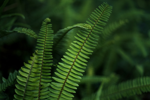 Leaves green Dark Leaf detail In the natural forest