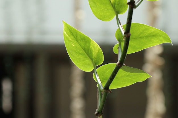 Leaves green ivy in hotel