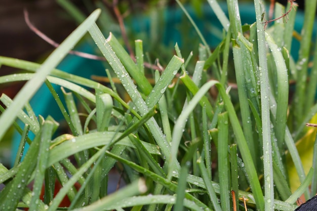 The leaves of growing green onions look fresh and appetizing Plant them in the garden