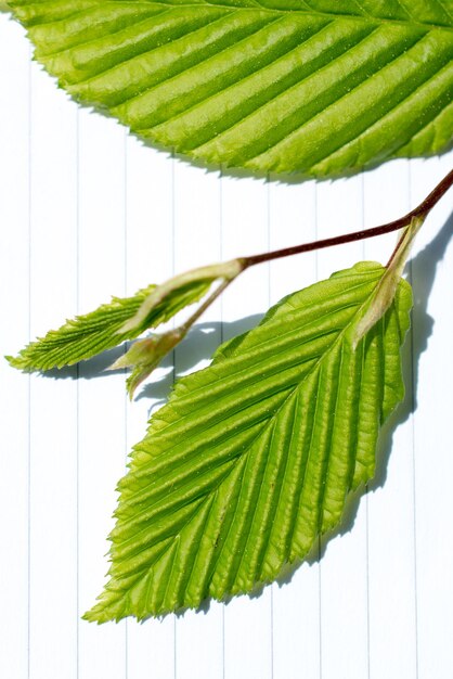 Leaves in hand over a notebook page